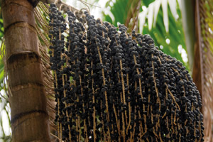 acai.jpg