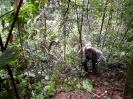 2012_IFN-RO_301_1_0251_ajustada