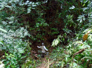 2014_IFN-PA_Amazônia_DSC00678_tratada
