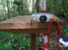 2014_IFN-PA_Amazônia_DSC00740