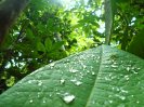 2014_IFN-PA_Amazônia_DSC00935_tratada