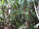 2014_IFN-RO_053_1_106