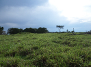 2014_IFN-RO_100_4_460
