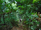 2014_IFN_Amazônia_PA_DSC00677