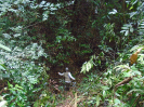 2014_IFN_Amazônia_PA_DSC00678