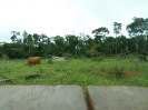 2015_IFN-RO_097_3_2311