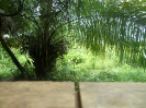 2015_IFN-RO_444_2_1578