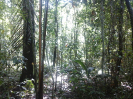 2015_IFN-RO_458_2_4
