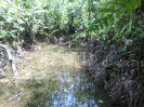 2015_IFN-RO_488_0_2