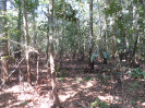 2015_IFN-RO_581_4_1084