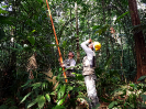 20170912_IFN-RR_Amazônia_163830_Foto Andres Krüger_Krüger Florestal_ajustada