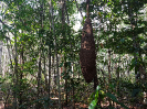 20170913_IFN-RR_Amazônia_162640_Foto Andres Krüger_Krüger Florestal
