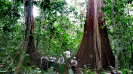 20171029_IFN-RR_Amazônia_14_Foto Robson Júnior Bach_Krüger Florestal_tratada