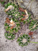 20171115_IFN-RR_Amazônia_100023103_Foto Teddy Terra_Krüger Florestal_tratada