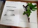 20180313_IFN Amazônia_TO_203328_Material Botânico_Foto Krüger Florestal_ajustada