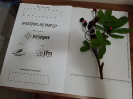 20180313_IFN Amazônia_Tocantins_203328_Material Botânico_Foto Krüger Florestal