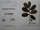 20180325_IFN Amazônia_Tocantins_7161_Material Botânico_Foto Krüger Florestal