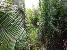 20180519_IFN Amazônia_MA_091645_Foto Krüger Florestal