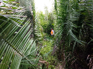 20180519_IFN Amazônia_MA_091645_Foto Krüger Florestal_ajustada