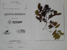 2018_IFN Amazônia_Tocantins_7154_Material Botânico_Foto Krüger Florestal