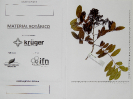 2018_IFN Amazônia_Tocantins_7154_Material Botânico_Foto Krüger Florestal_ajustada