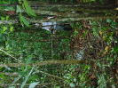 DSC00754