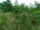 DSC00894