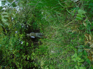 DSC00900