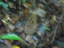 DSC00944