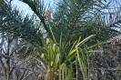 Aechmea aquilega (2)
