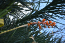 Aechmea aquilega (3)