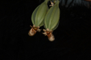 Catasetum (10)