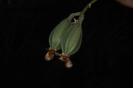Catasetum (11)