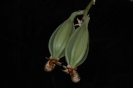 Catasetum (1)