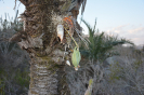 Catasetum (2)