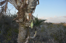 Catasetum (3)