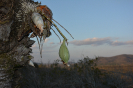 Catasetum (4)