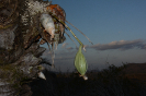 Catasetum (5)