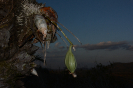 Catasetum (6)