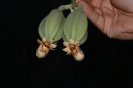 Catasetum (7)