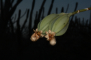 Catasetum (8)