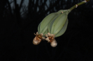 Catasetum (9)
