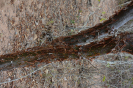 Commiphora leptophloeos (1)