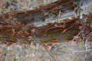 Commiphora leptophloeos (2)