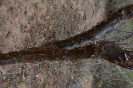 Commiphora leptophloeos (3)