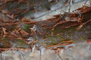 Commiphora leptophloeos (4)