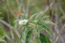 Croton heliotropiifolius (1)