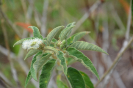Croton heliotropiifolius (2)