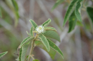 Croton heliotropiifolius (3)