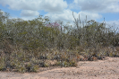 DSC_7001_relatorio